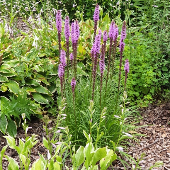 Meet your Posher, May - Picture 1 of 1